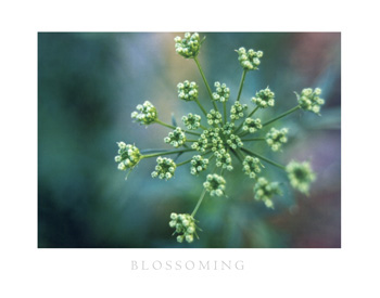 Blossoming
