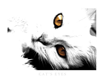 Cat's-Eyes