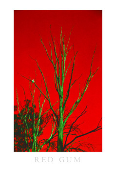 Red-Gum
