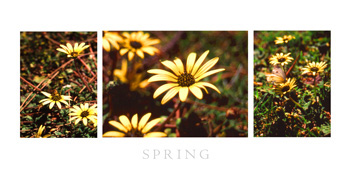 Spring