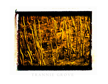 Trannie-Grove