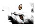 Cat's-Eyes
